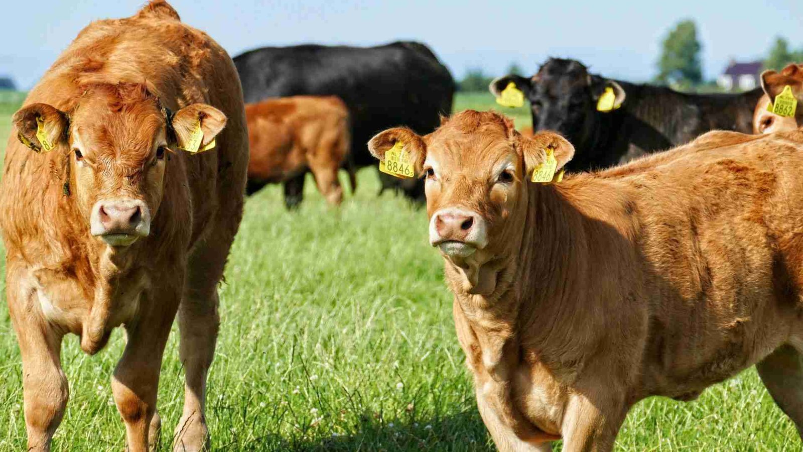 Grass-Fed Beef: Healthier and More Sustainable