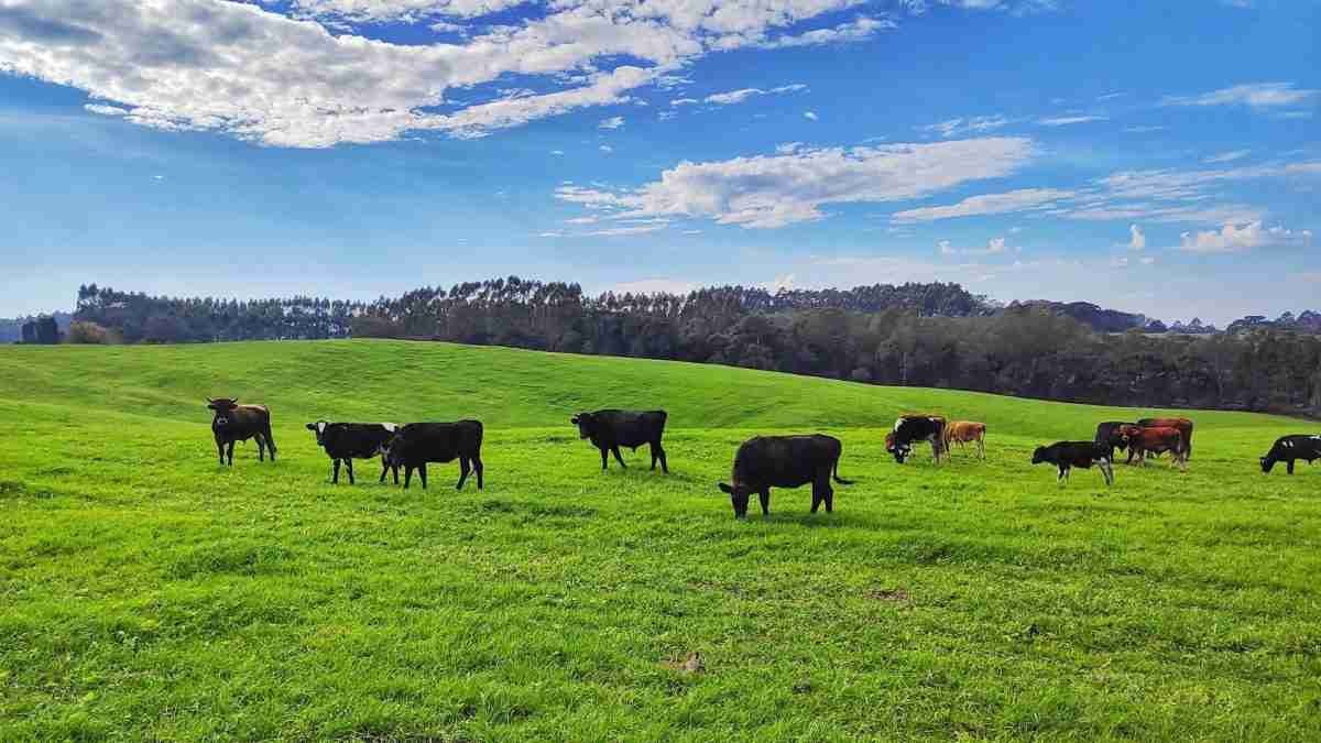  grass-fed beef pickup in Wantage