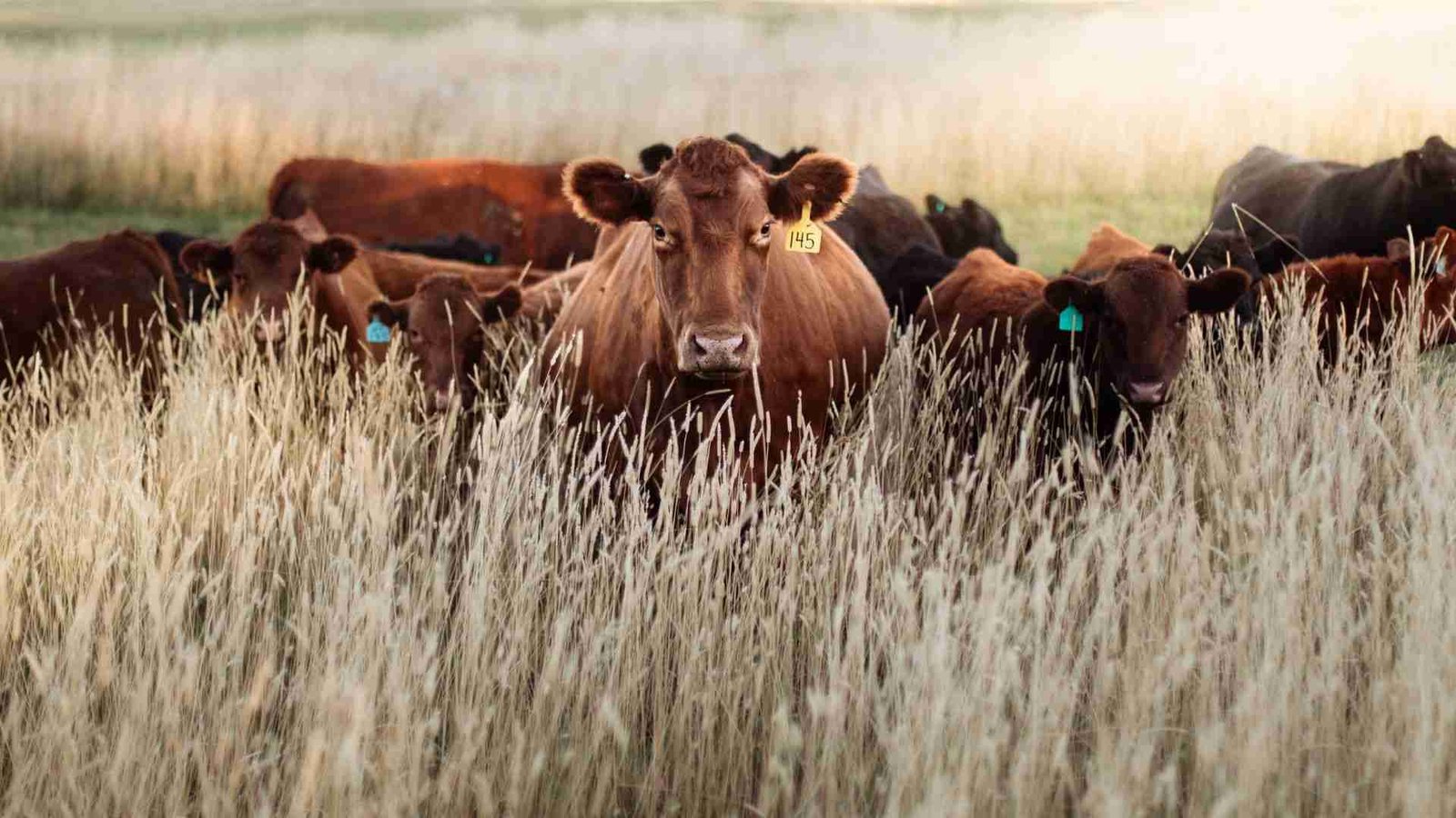 FAQs About Grass-Fed Beef: Common Questions Answered