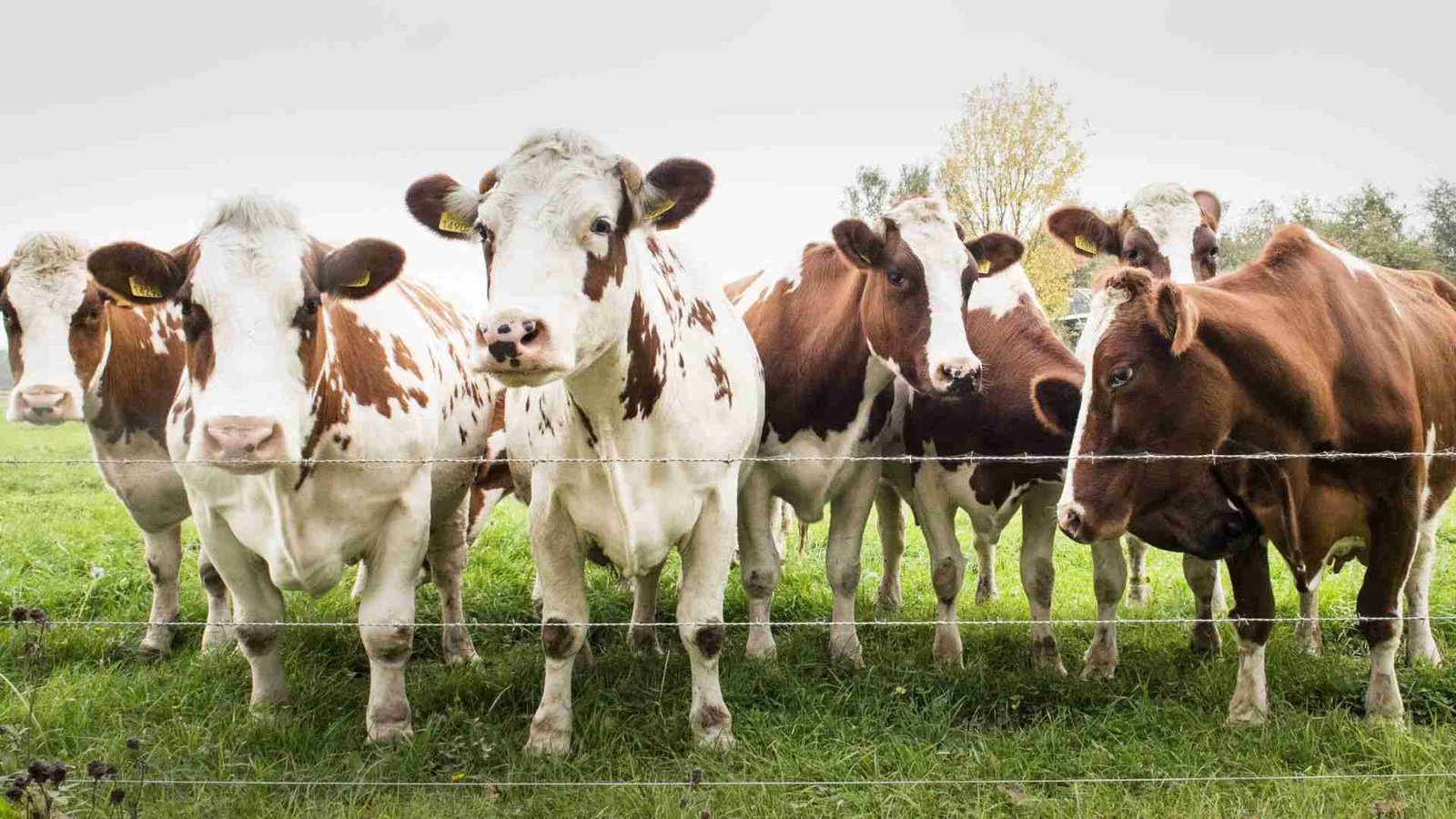 Grass Fed Beef and Your Local Community Supporting Small Farms