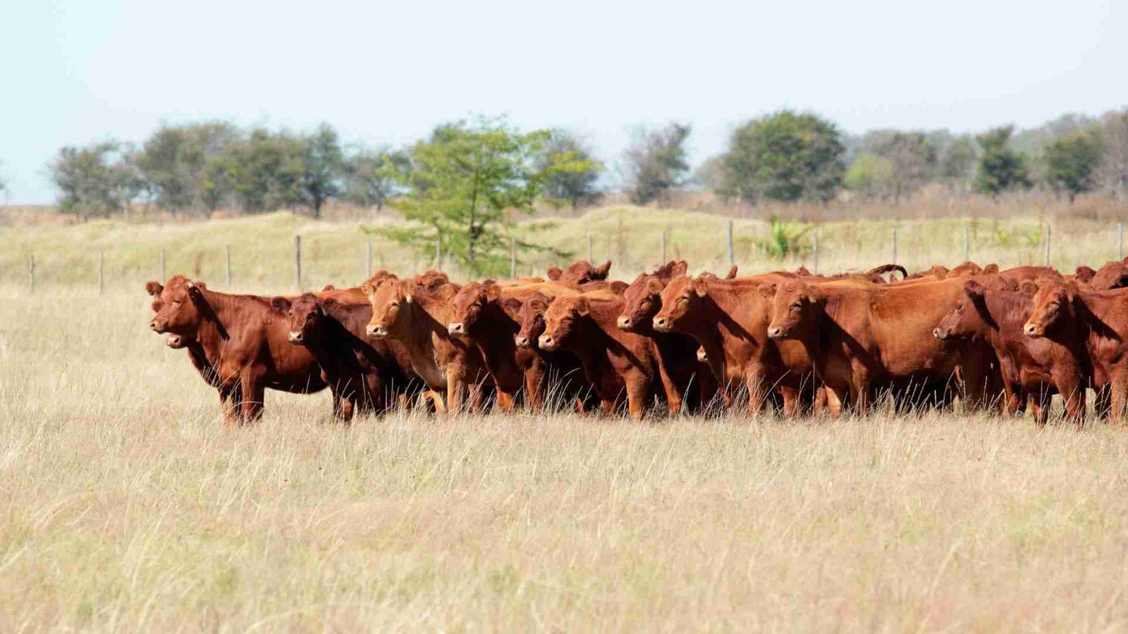 The Transformative Power of Regenerative Agriculture in Grass-Fed Beef Production