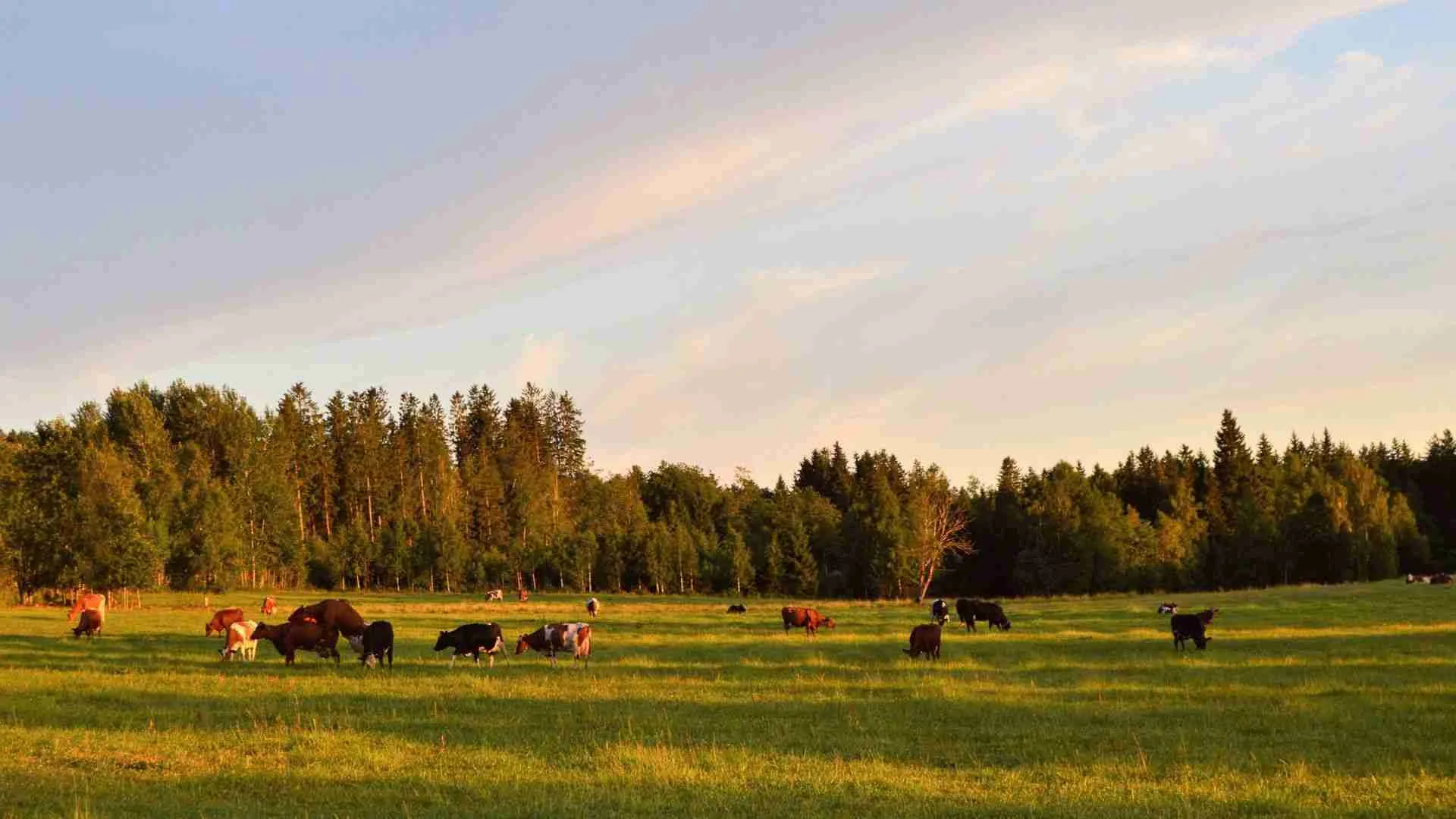 FAQ: About Our Grass-Fed Beef