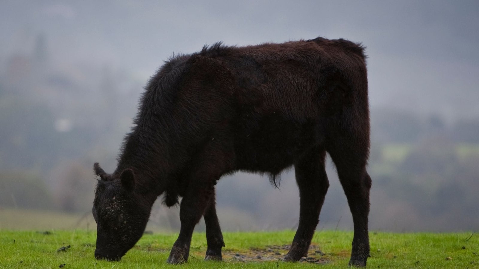 Discover the Benefits of Grass-Fed Beef: A Guide to Hometown Hills Farm