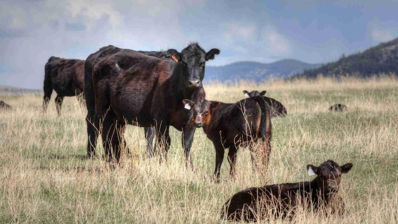 Embracing Regenerative Agriculture: How Hometown Hills Farm is Cultivating a Sustainable Future