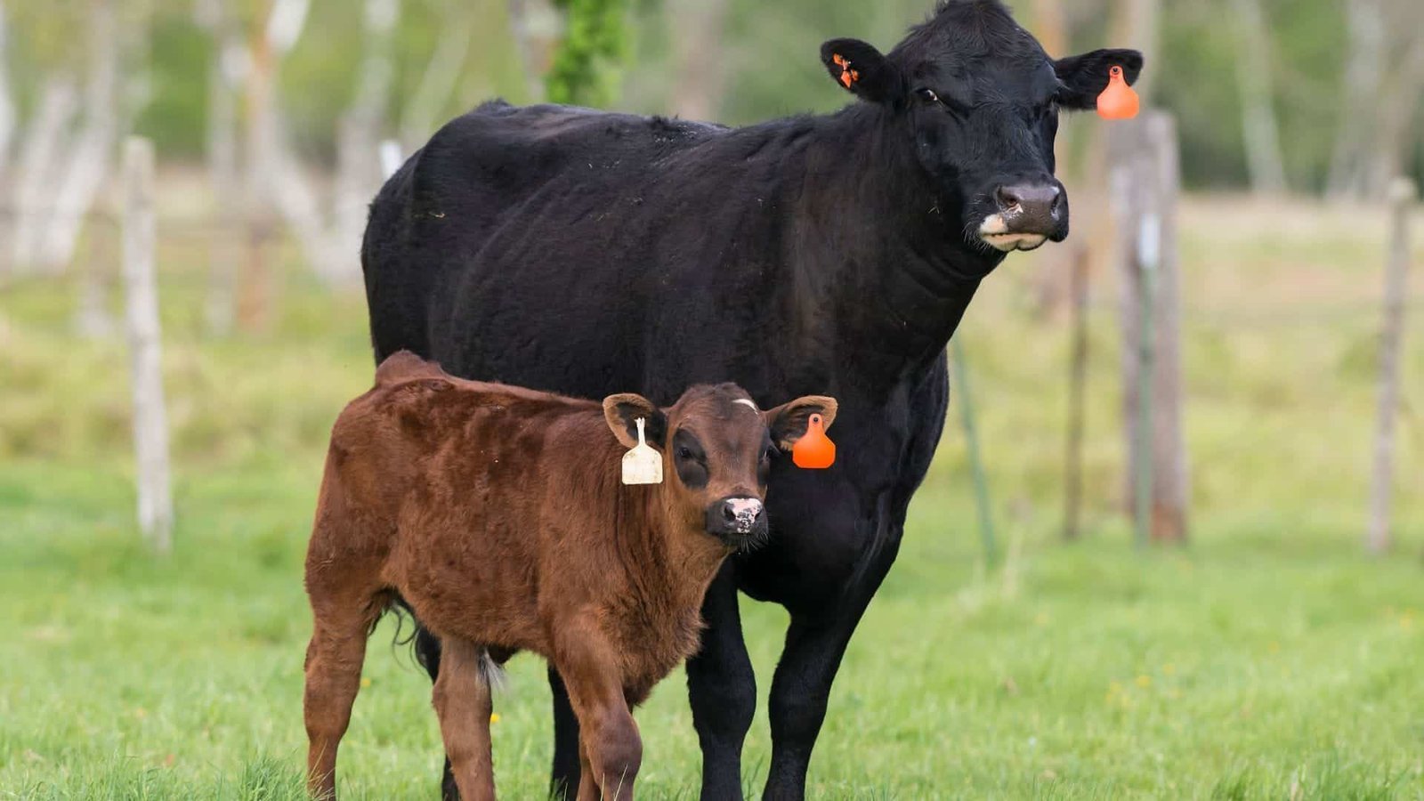 How Our Cows Help the Environment: Understanding Carbon Sequestration and Soil Health