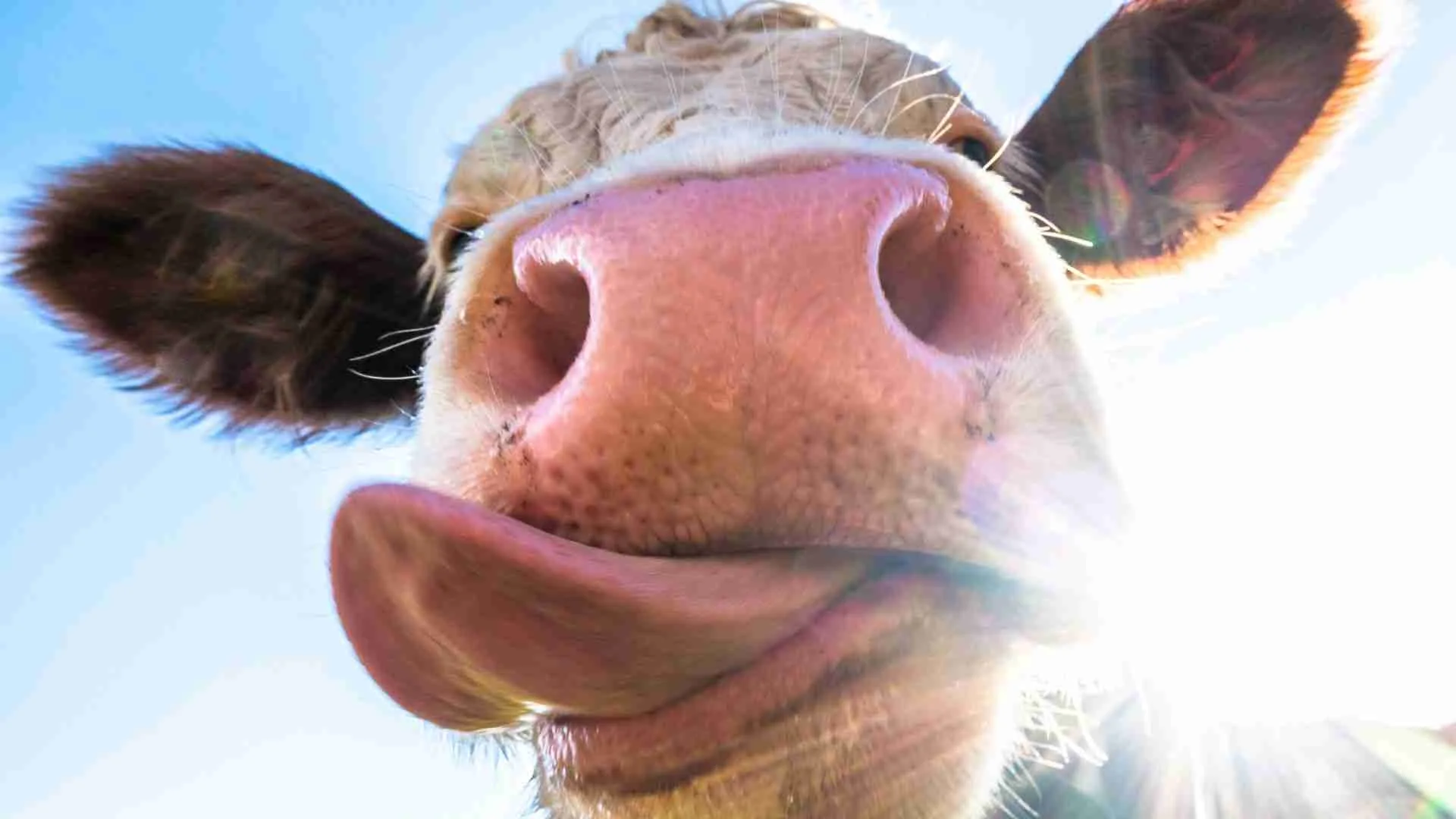 Why Grass-Fed Beef is a Game-Changer for Your Table and the Planet