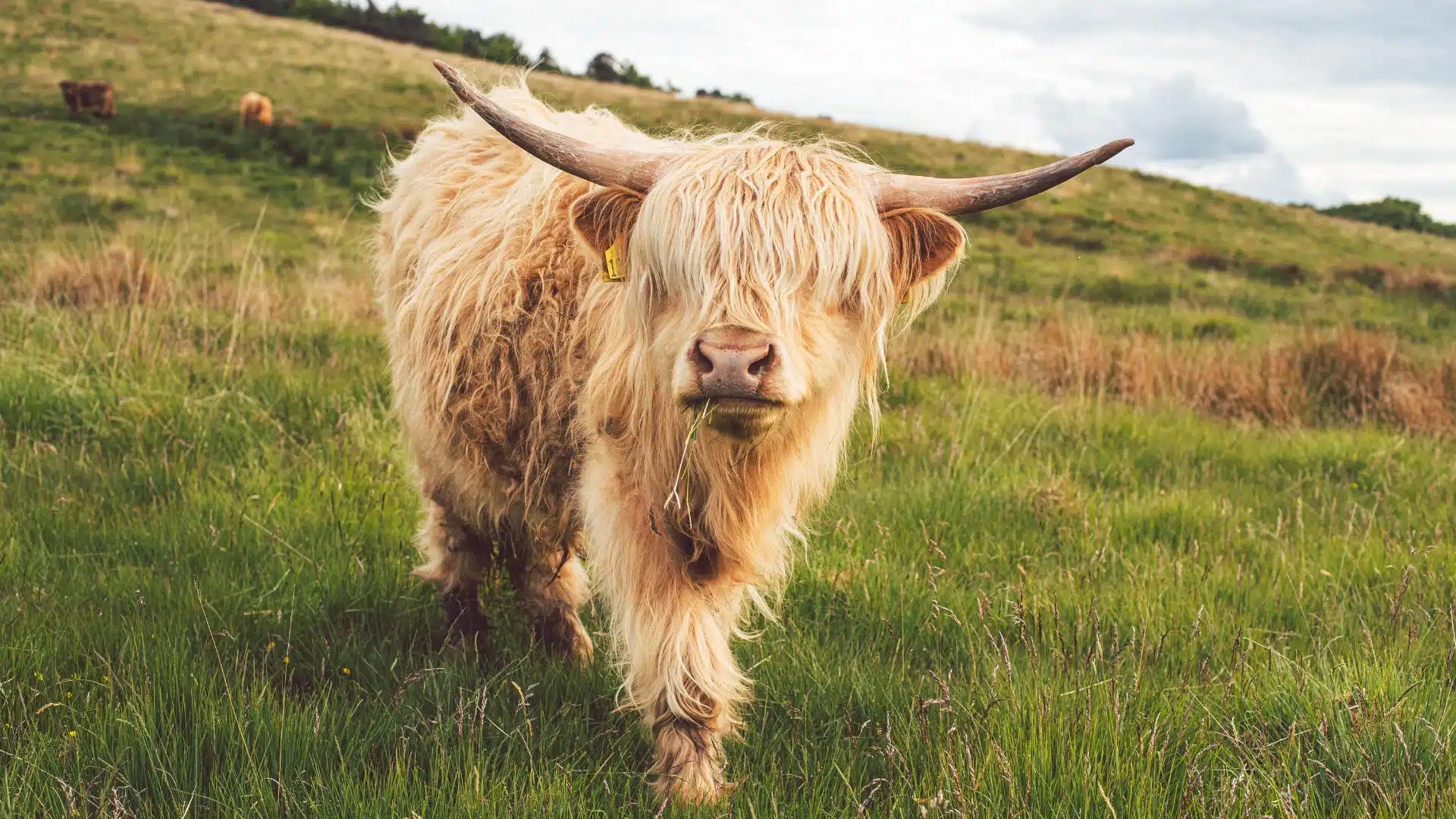 Fascinating Facts About Cows The Unsung Heroes of the Animal Kingdom