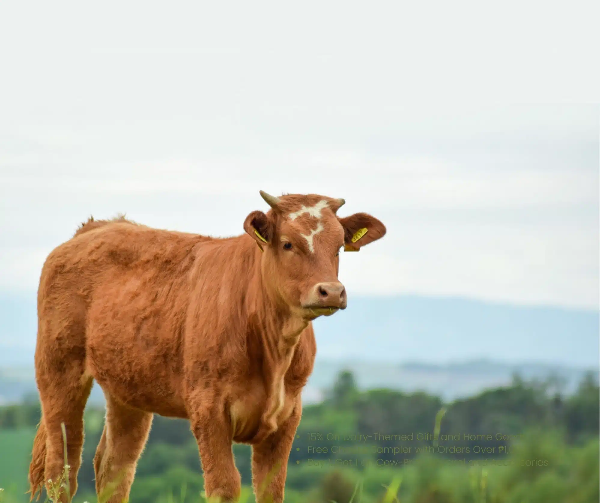 bulk beef Winter Beef Orders NJ